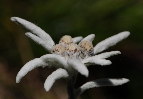 Leontopodium nivale -- Alpen-Edelweiß
